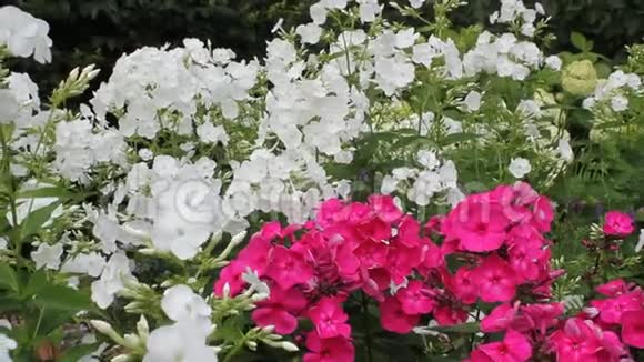 白色和粉红色的蝴蝶花在白天开花视频的预览图