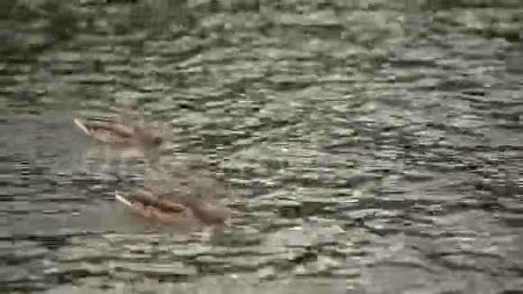 鸭子漂浮在湖面上视频的预览图