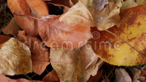 秋天的彩色叶子贴得很近视频的预览图