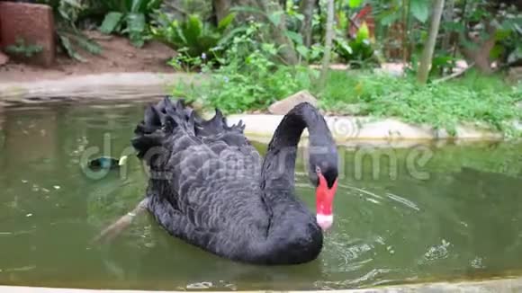 一只喙红色的黑天鹅正在清澈的池塘里游泳天鹅座动物园里动物的概念视频的预览图