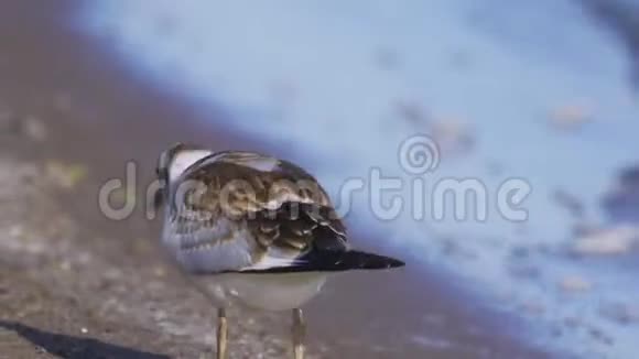 一只小海鸥沿着沙质海岸散步找到食物吃东西视频的预览图