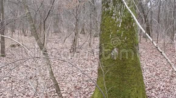 树皮上的苔藓视频的预览图