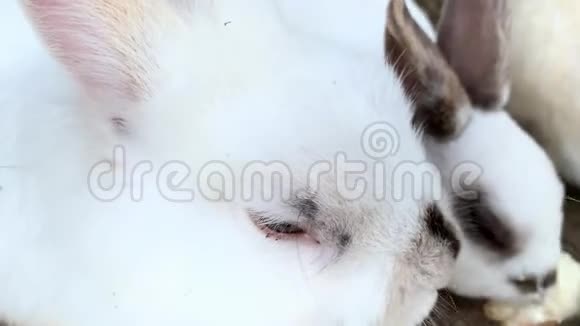 家养的毛茸茸的白色和黑色斑点农场兔子在动物农场的笼子后面牲畜食物动物视频的预览图
