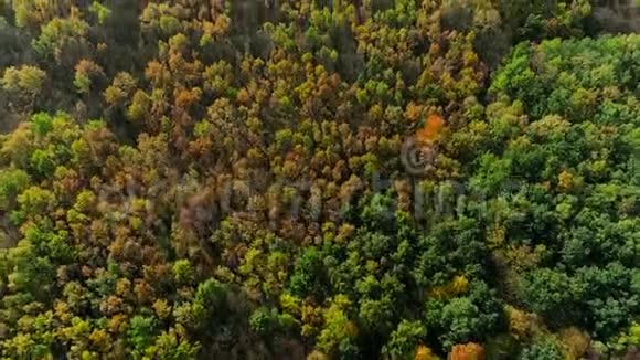 秋天的树在森林的上空阳光明媚视频的预览图