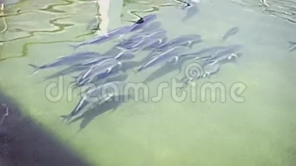迈阿密海滩小锯齿鱼视频的预览图