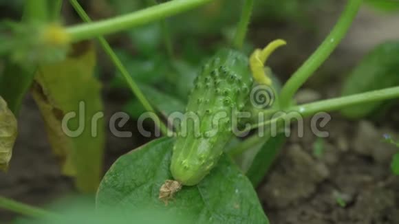 黄瓜生长在开花的灌木上露天种植的新鲜黄瓜视频的预览图