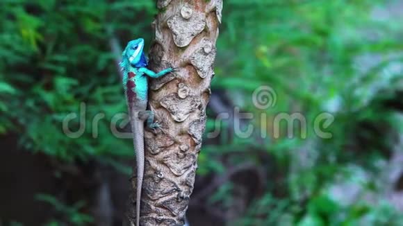 蓝冠蜥蜴站在木瓜树上视频的预览图