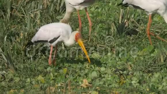 在马赛马拉游戏保护区一群黄嘴鹳通过敲击地面吸引食物视频的预览图