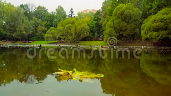 池塘里的秋叶和鸭子视频的预览图
