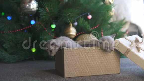 站在圣诞树旁的礼物盒里爬出一只米色缅甸小猫视频的预览图