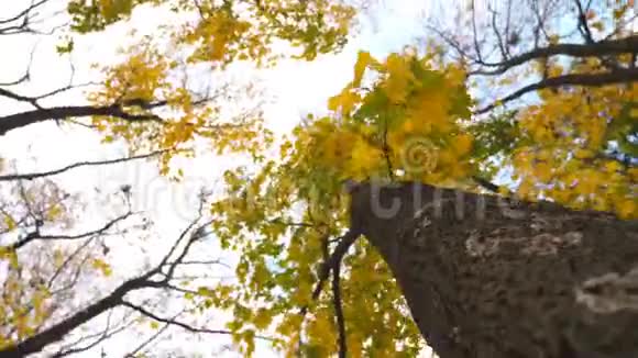 绕着一个老枫树树干旋转背景是蓝天茂密的树叶在树枝上轻轻地随风摇曳视频的预览图