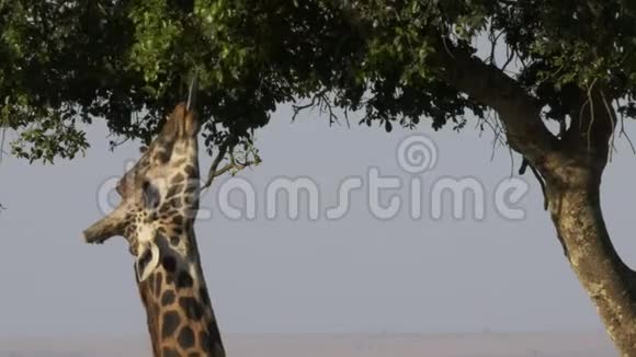 把长颈鹿用舌头在马赛马拉游戏保护区里喂食视频的预览图