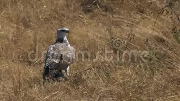 马塞马拉国家保护区的不成熟雄鹰视频的预览图