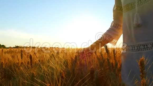 一个穿着白色连衣裙的年轻女子的手在一片田野里触摸着麦穗背景是视频的预览图