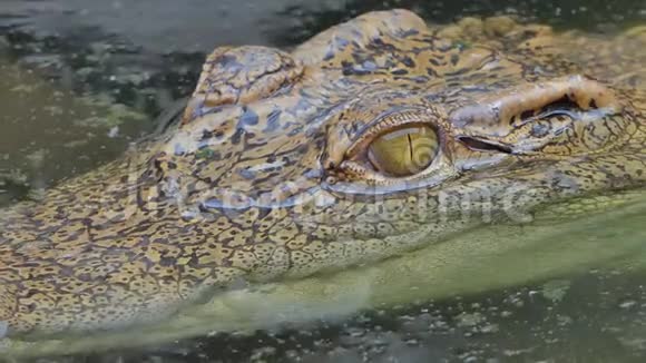 鳄鱼在池塘里游泳视频的预览图