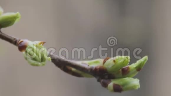 绿色盛开的木材幼叶叶芽在树枝上视频的预览图