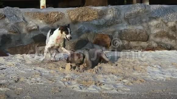 两只可爱的顽皮狗在海滩上玩耍视频的预览图