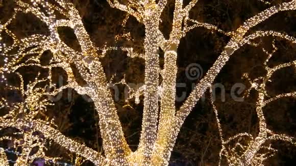 在奥地利维也纳的圣诞市场上巨大的古树上装饰着花环树木花环模糊的景色视频的预览图