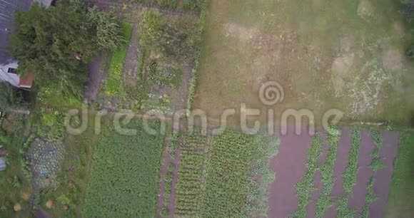 无人驾驶飞机观看带有土豆樱桃和卷心菜的乡村花园视频的预览图