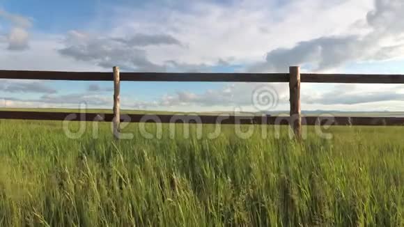 草原上的草在风中摇曳视频的预览图