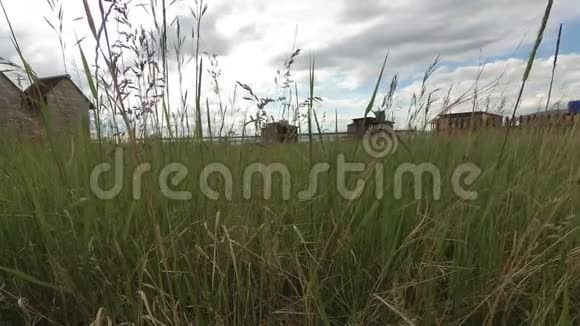 草原上的草在风中摇曳视频的预览图