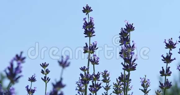 蝴蝶在紫色的花朵上视频的预览图