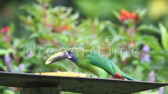 哥斯达黎加一个饲养站的翡翠巨嘴鸟视频的预览图