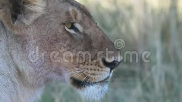在马赛马拉的一只母狮的极度近距离视频的预览图