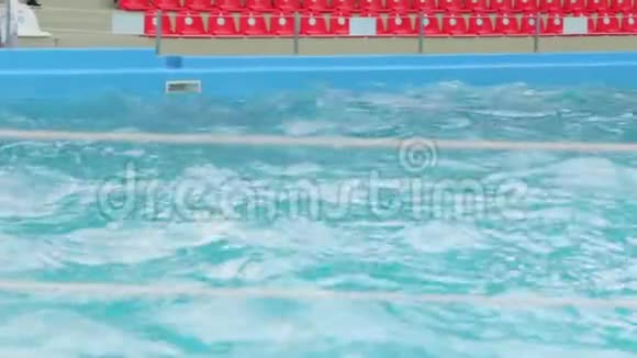 在游泳池里训练海豚游泳视频的预览图