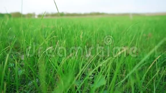 多汁的绿草和蓝天视频的预览图