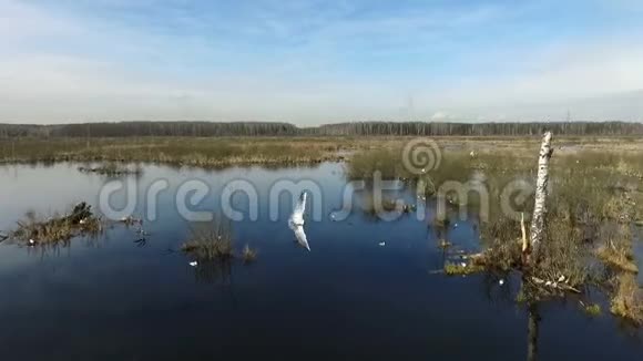 春天沼泽的海鸥视频的预览图