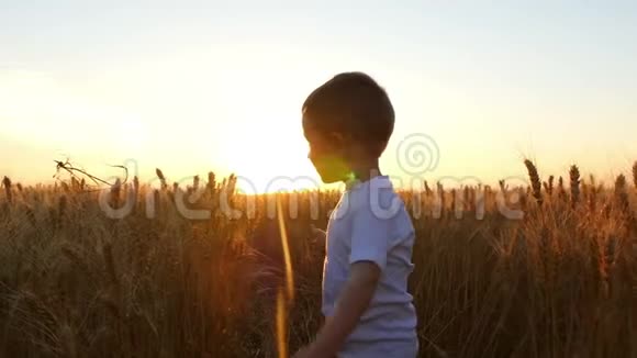 在日落的背景下一个充满喜悦和喜悦的孩子在田野里触摸小麦的小穗视频的预览图