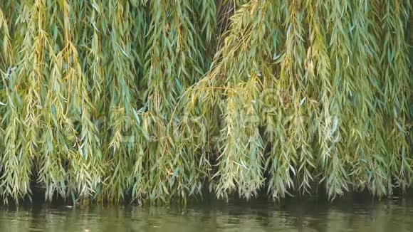 垂柳树的叶子巴比伦撒柳河岸视频的预览图