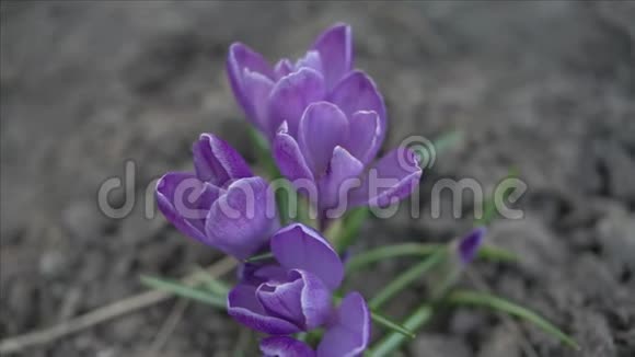 紫红花视频的预览图