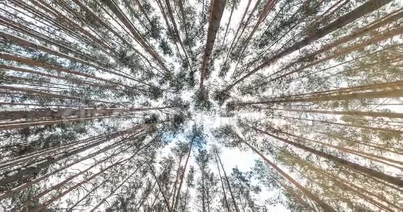 旋转和扭转抬头仰望酒庄森林天空中生长的树木视频的预览图