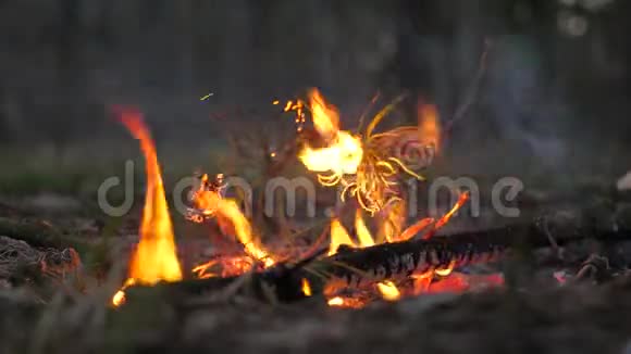 森林里有火公园里的纵火犯向自然植物动物开火男孩把干树枝放进火里视频的预览图