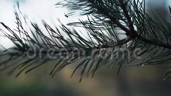 令人惊叹的绿松枝户外特写视频的预览图