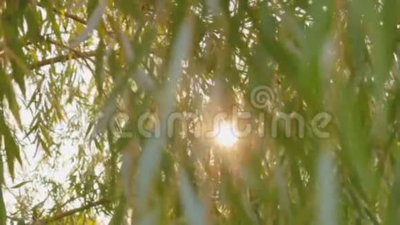 夏天夕阳的光芒穿过公园里树的叶子和树枝美好的一天视频的预览图