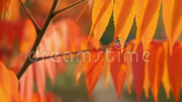 阳光透过橙色的叶子视频的预览图