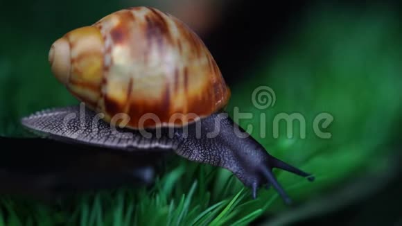 非洲巨型蜗牛Marginata蠕变视频的预览图