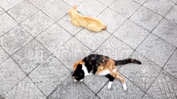 两只猫躺在石瓦地板上从上面看夏天休息动物户外视频的预览图