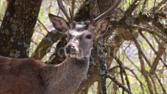 西班牙MonfragAe自然保护区欧洲鹿雄性视频的预览图