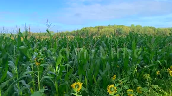 一片玉米地上的向日葵视频的预览图