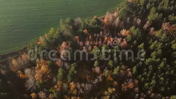 秋天的森林和丰收的田野视频画面俯视视频的预览图