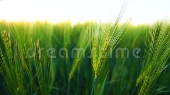 风中的绿色小麦穗大麦摇摆与夕阳的慢动作特写视频的预览图