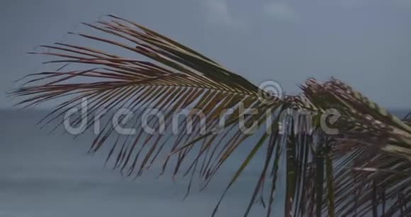 在蓝天背景下的棕榈树叶子视频的预览图