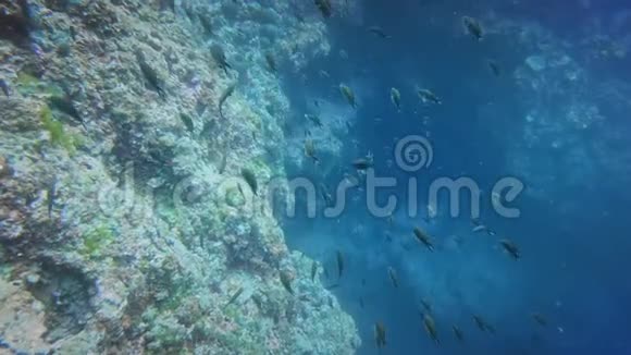 海底附近的一大群鱼视频的预览图