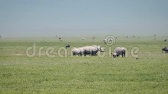 非洲野生白犀牛水牛鸵鸟草原草原上的格拉泽视频的预览图