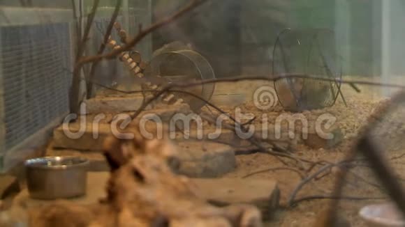几只老鼠在一个大金属笼子里视频的预览图