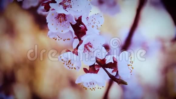 盛开的杏树美丽的春枝红杏仁在蓝天背景上盛开的花朵特写宏观经济视频的预览图